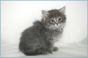 Male Siberian Kitten from Deedlebug Siberians